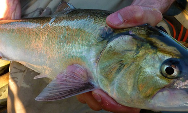 Pêche Pyrénées