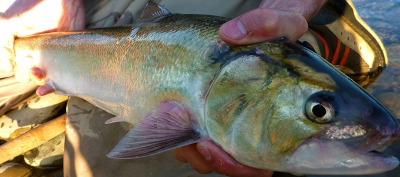 Pêche Pyrénées