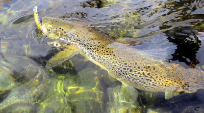 Fédération des Pyrénées Orientales pour la Pêche et la Protection du Milieu Aquatique