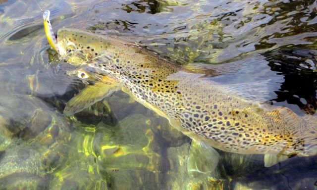 Fédération des Pyrénées Orientales pour la Pêche et la Protection du Milieu Aquatique